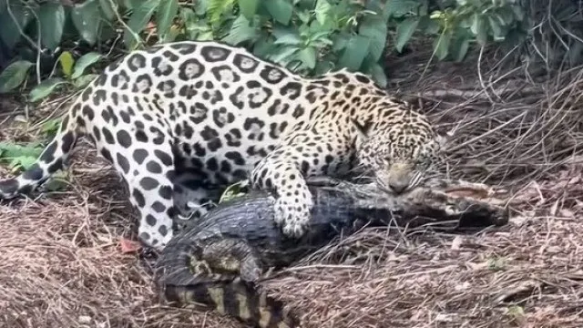 Biólogo regista o momento em que onça-pintada ataca jacaré no Brasil