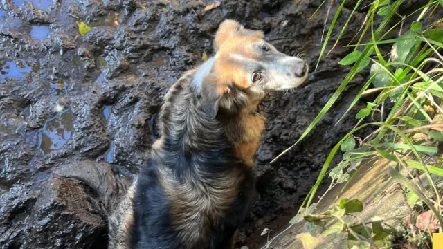 Três cães resgatados de tanque com água e lama em Santo Tirso. Há imagens