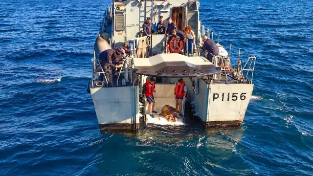Molly regressou ao oceano após 20 anos sob cuidados humanos. As imagens
