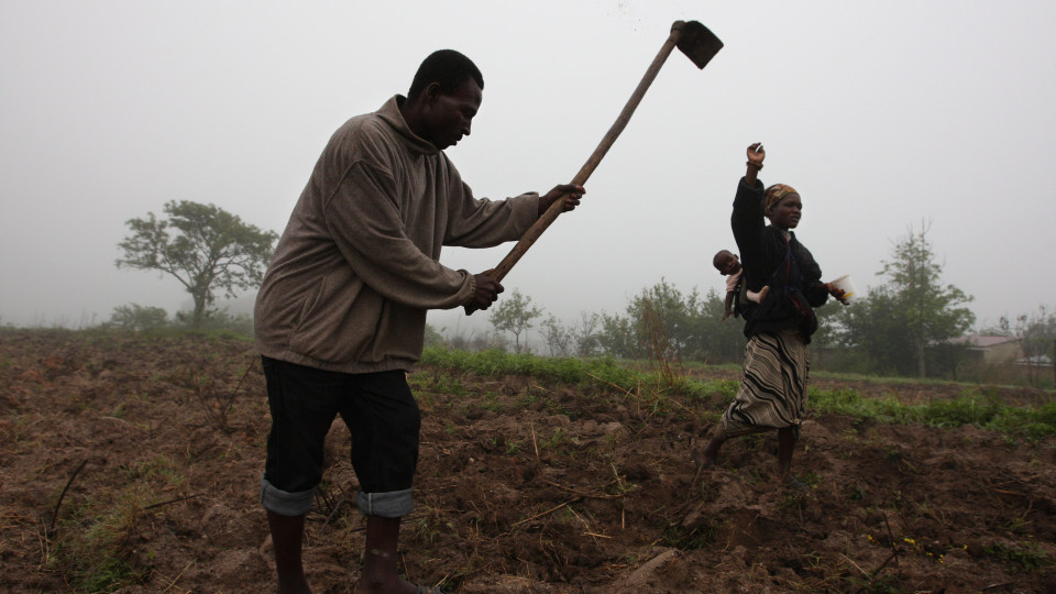 FAO espera triplicar produção agrícola de 11 distritos de Moçambique