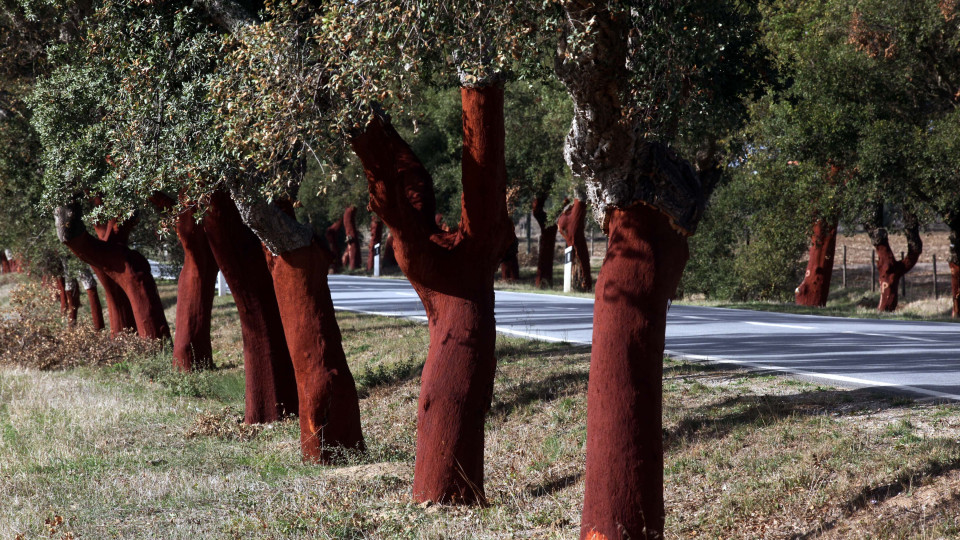 Floresta Comum já distribuiu 200 mil árvores autóctones