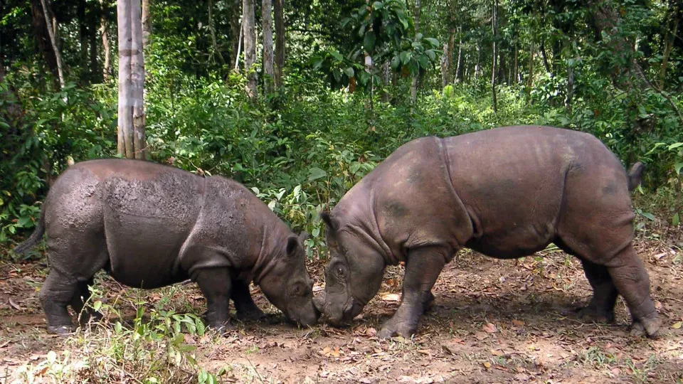 Cientistas da Malásia pretendem clonar rinoceronte de Sumatra