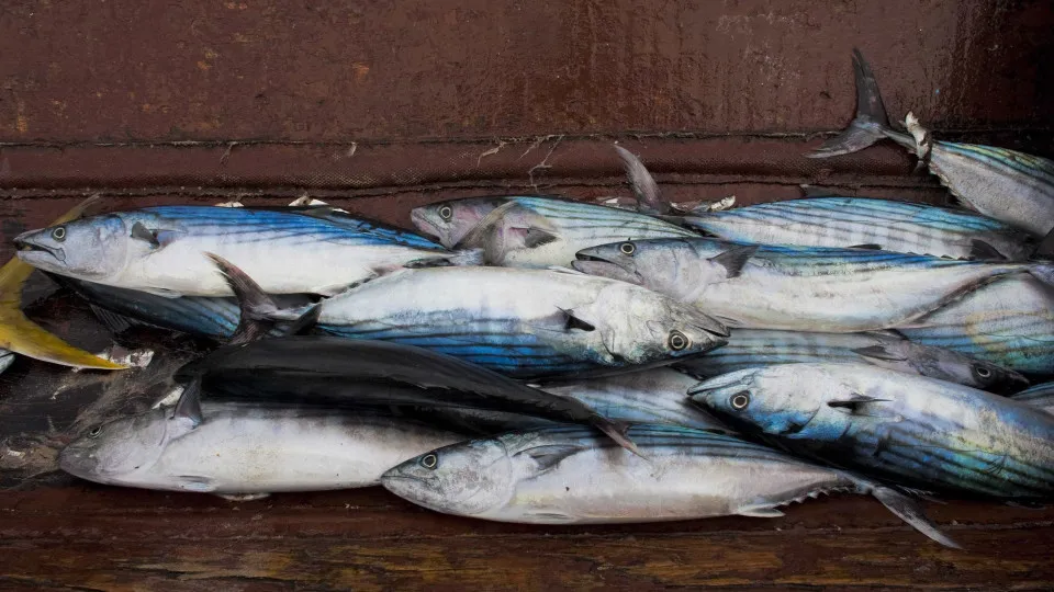 Moçambique nega ter dado exclusividade na pesca de atum