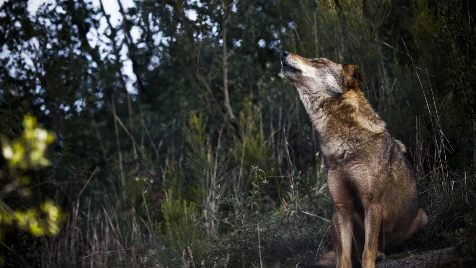 Livro Vermelho dos Mamíferos em Portugal apresentado hoje com novos dados sobre ameças de extinção