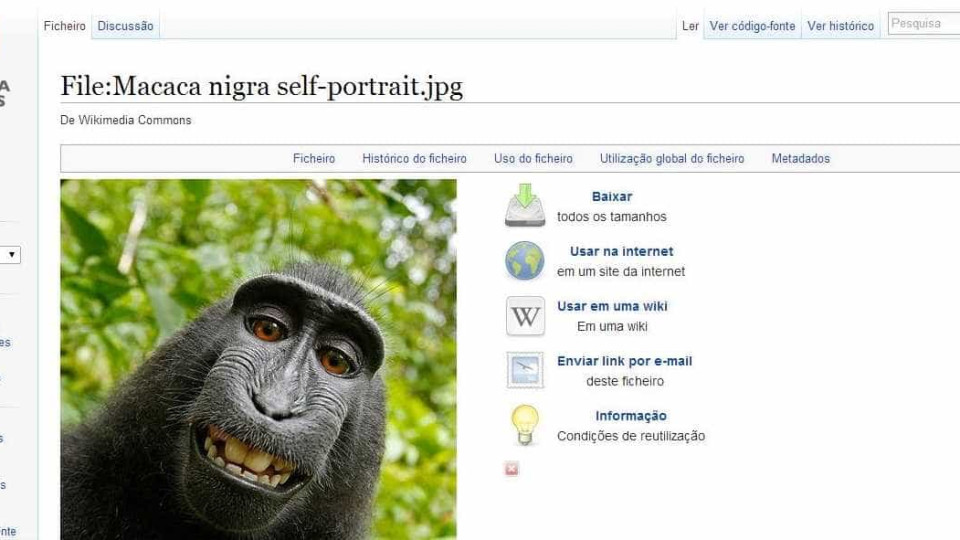 Selfie de macaco abre discussão sobre direitos de autor