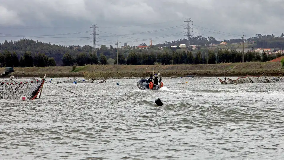 Rio Mondego com menor efetivo de lampreias desde que há registos