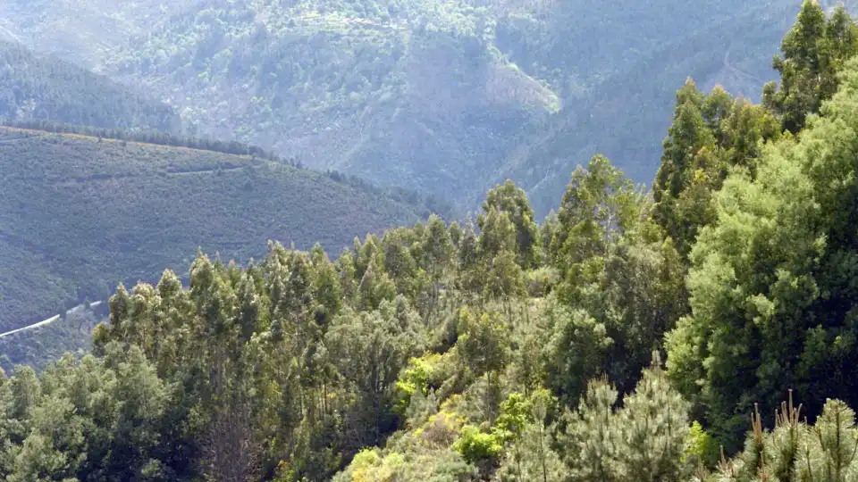 Sete das árvores europeias mais comuns resistem a mudanças drásticas de 'habitat'