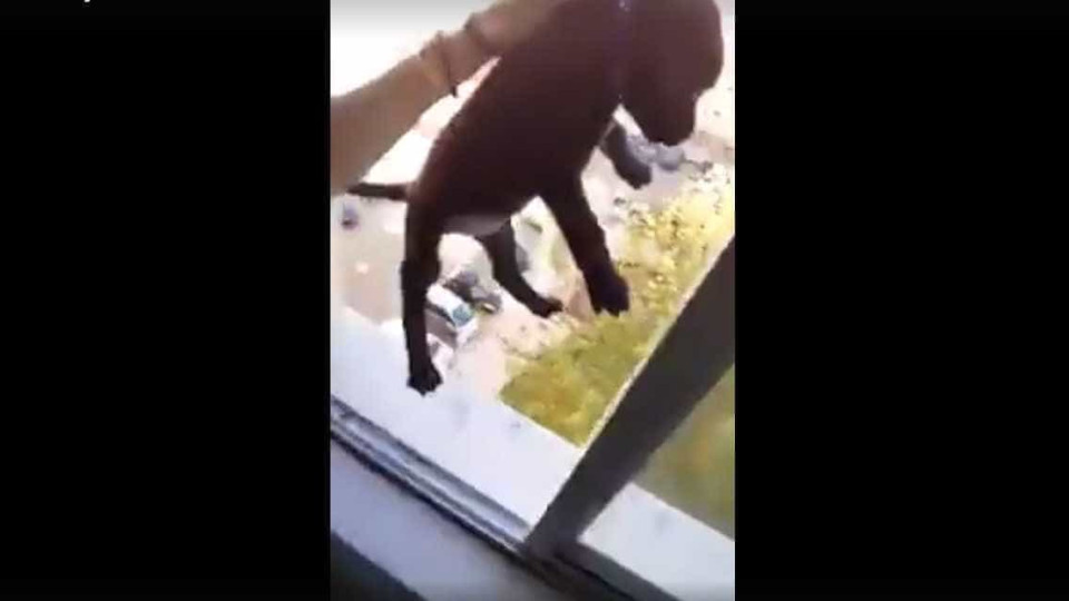 Jovem ameaça atirar cachorro pela janela e incendeia redes sociais