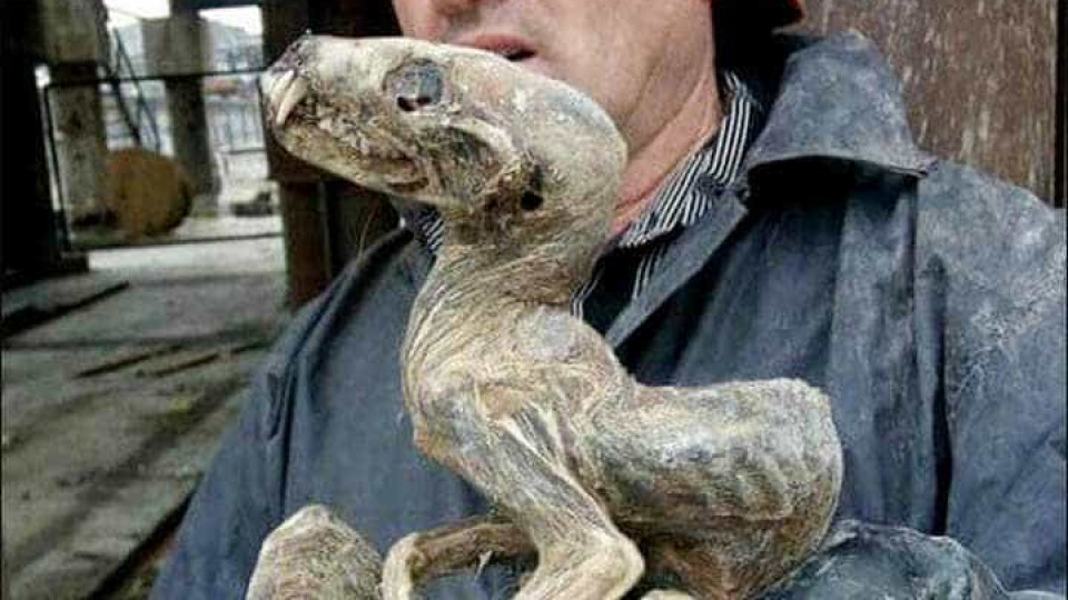 Animal mumificado encontrado na Sibéria. Pode ter milhões de anos