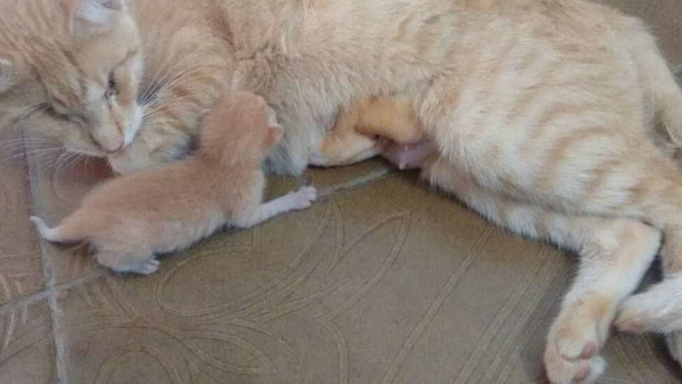 Gato castrado dá à luz e dona descobre que este é hermafrodita