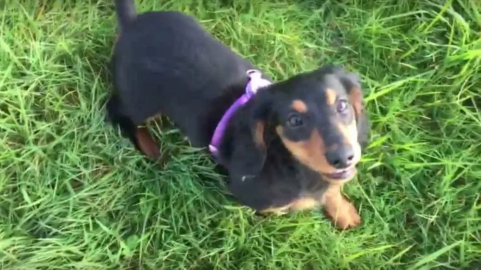 Cão entusiasmado bate de cabeça contra amigo de quatro patas