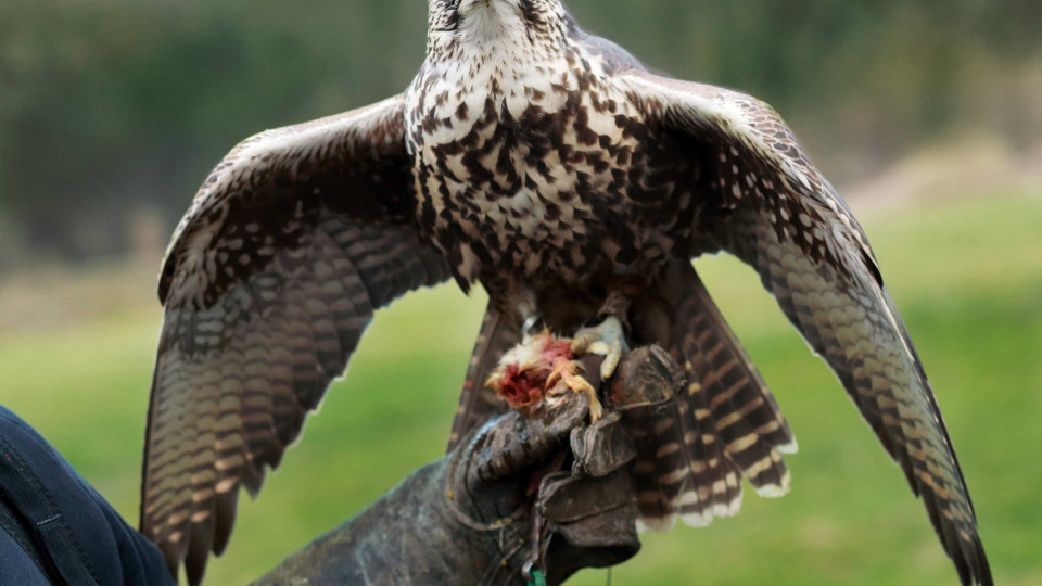 Falcoaria portuguesa é agora Património da Humanidade