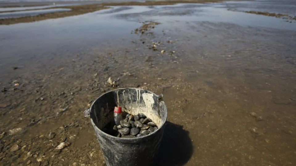 GNR apreende mais de 2.400 quilos de bivalves em Alcochete