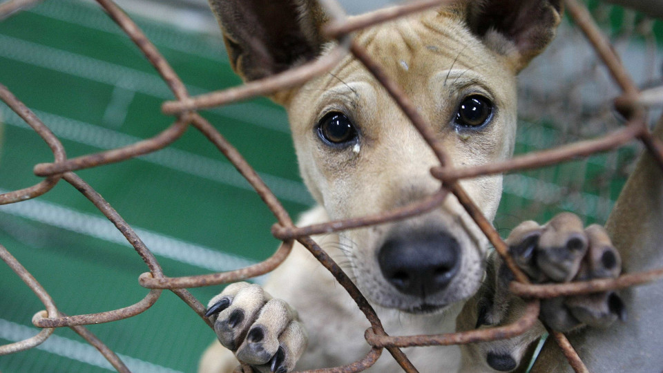 Resolver problema de animais abandonados no Funchal vai levar 10 anos