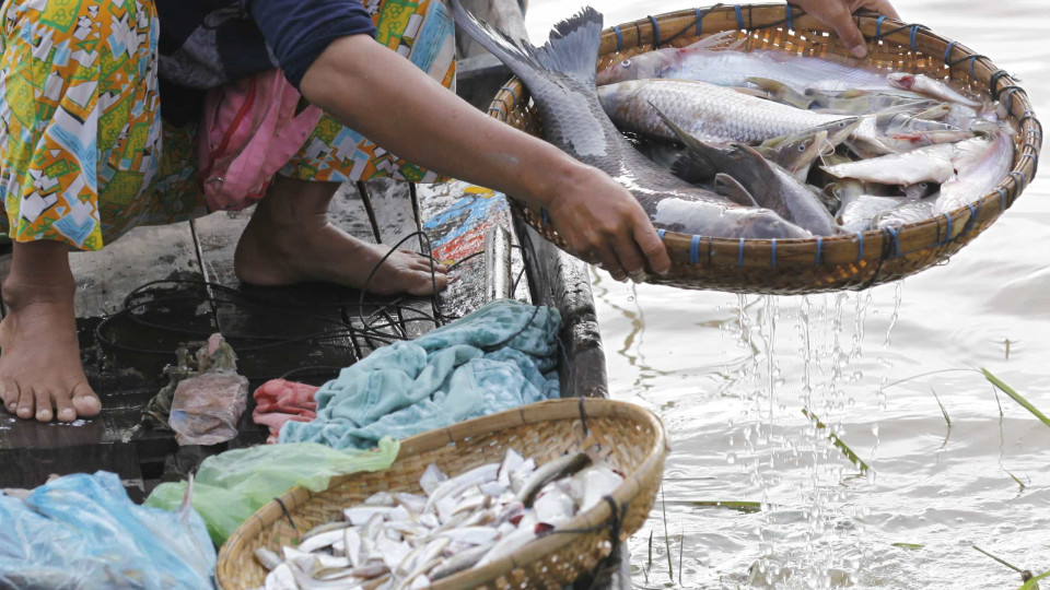 FAO apoia Governo são-tomense a sair do embargo imposto pela UE