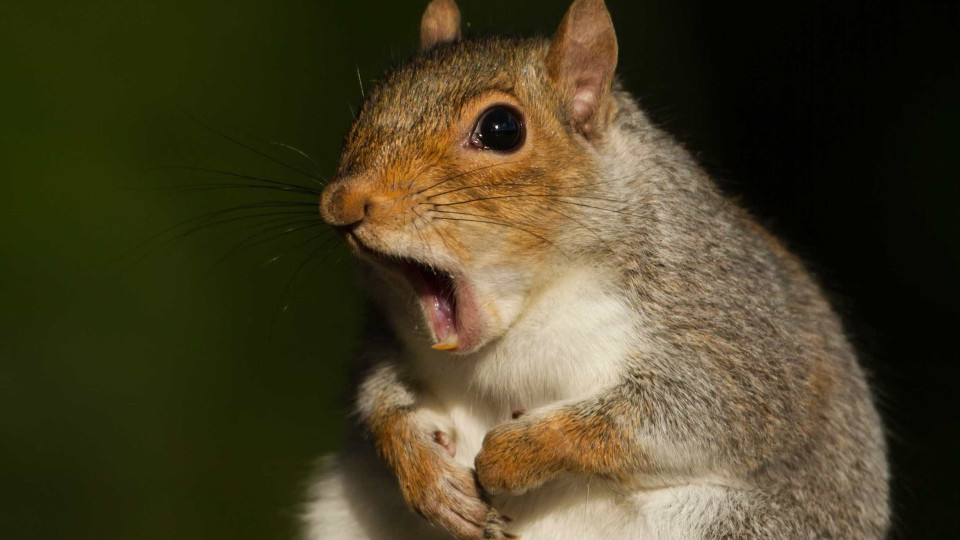 Esquilo raivoso ataca cinco pessoas em Nova Iorque