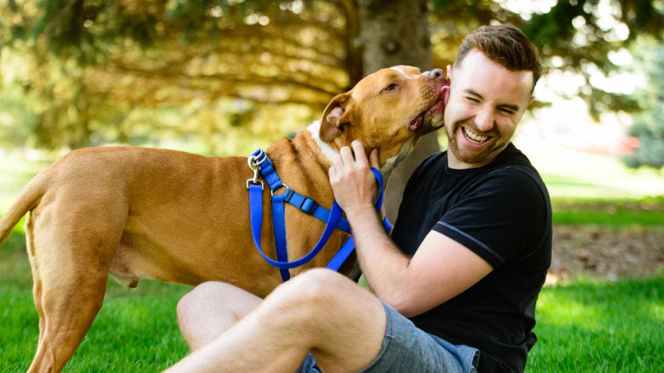 Cientistas já sabem porque é que os cães sentem amor incondicional
