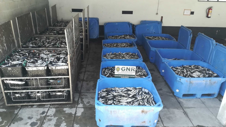 GNR apreende cinco toneladas de pescado em Matosinhos