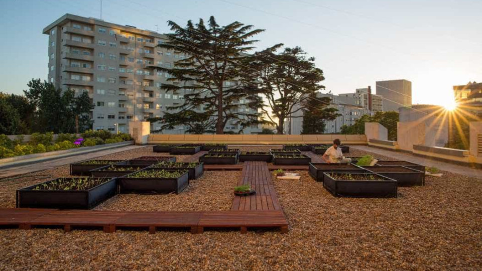 Uma horta urbana num terraço de um hotel? Sim, e no coração do Porto