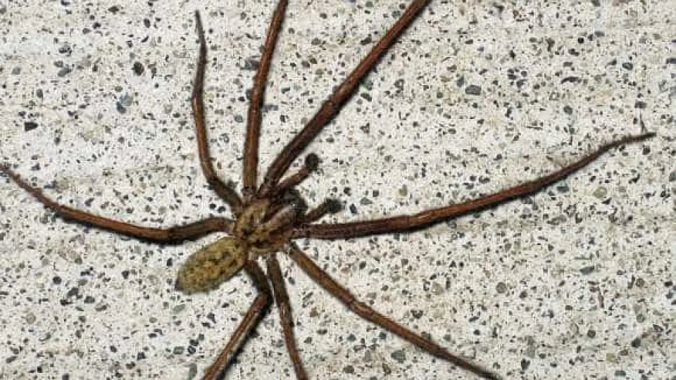 Reino Unido prepara-se para 'invasão' de aranhas gigantes