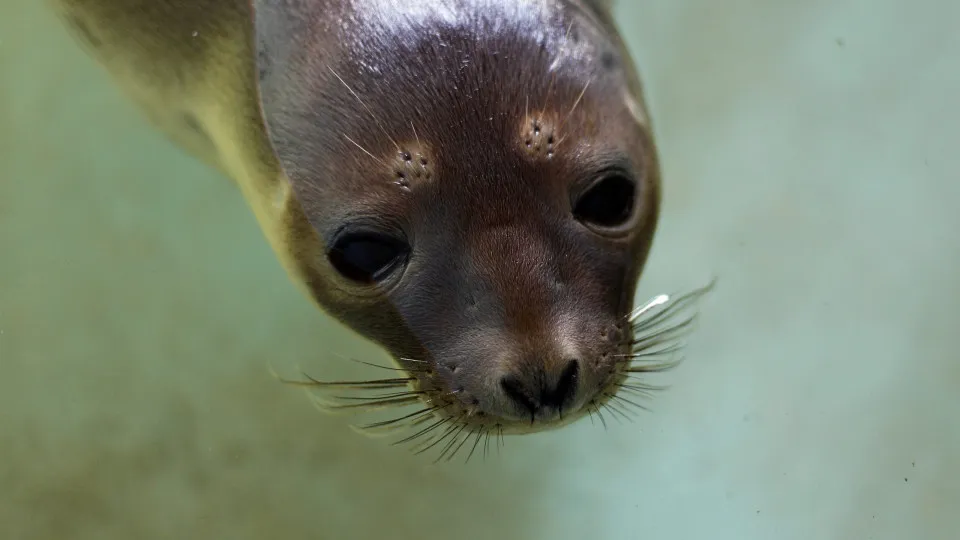 Espécies de focas do Ártico perto da extinção pelas alterações climáticas