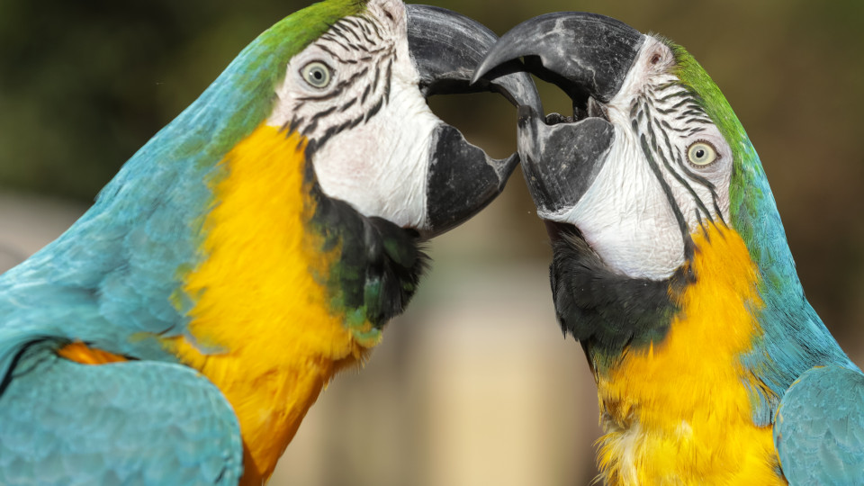 Ovos apreendidos a traficantes dão origem a aves exóticas no Zoo lisboeta