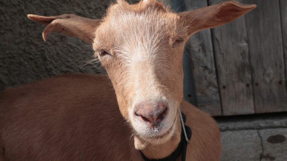 Em Palmaria, 100 cabras vão ser retiradas "na maior operação de sempre"