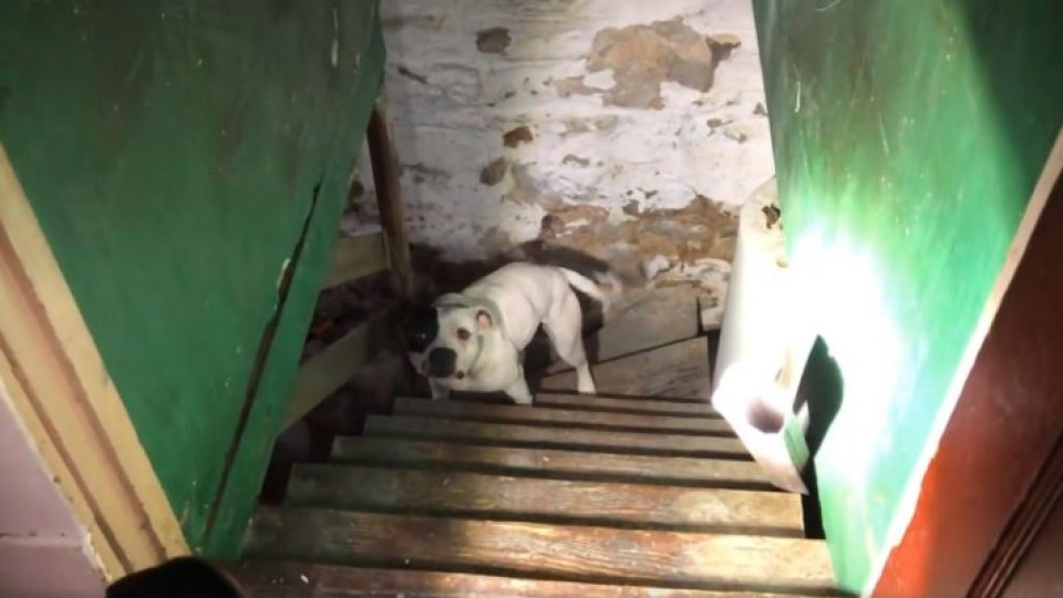 Homem muda-se para casa nova e encontra cadela abandonada na cave
