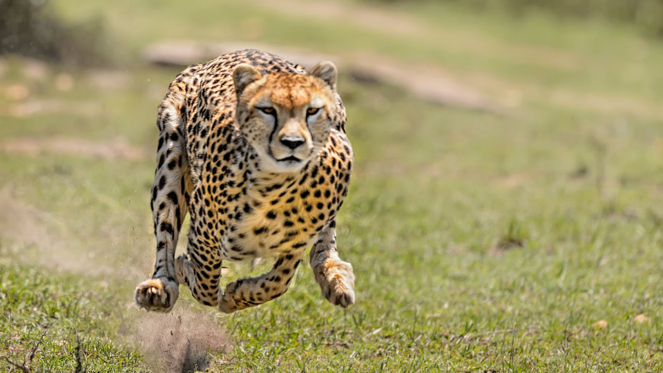 SABIA QUE a Chita é o animal mais rápido do mundo?