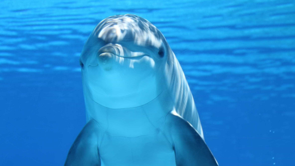Honey, o solitário golfinho 'esquecido' num aquário no Japão