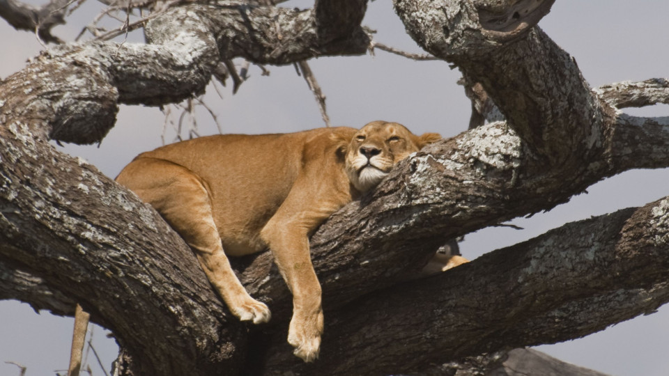 Dorme como um leão ou um golfinho? Um especialista em sono explica