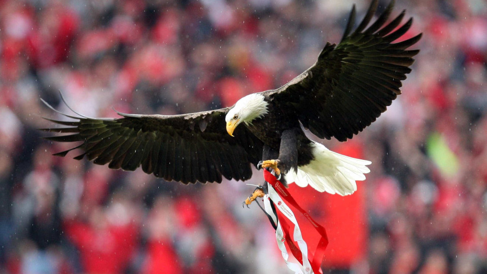 Benfica reage nas redes sociais a vitória portista: "Prendam-nos"