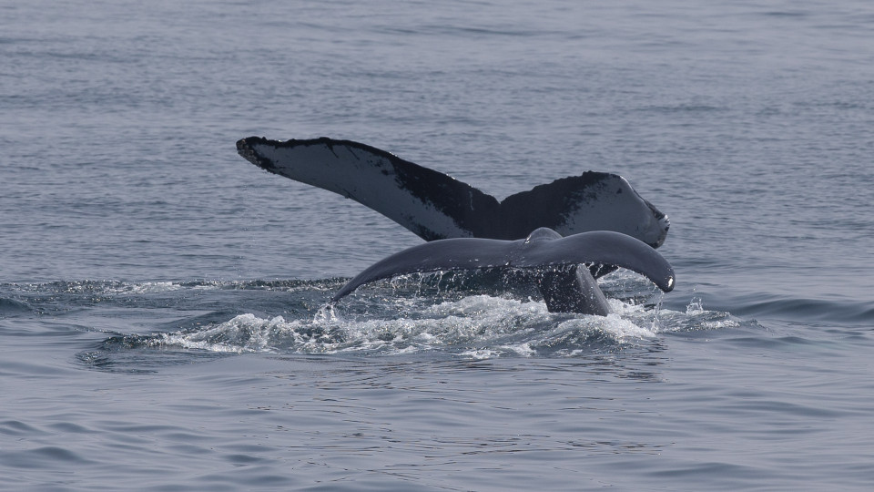 Santuário de baleias rejeitado por países da África Ocidental e Japão