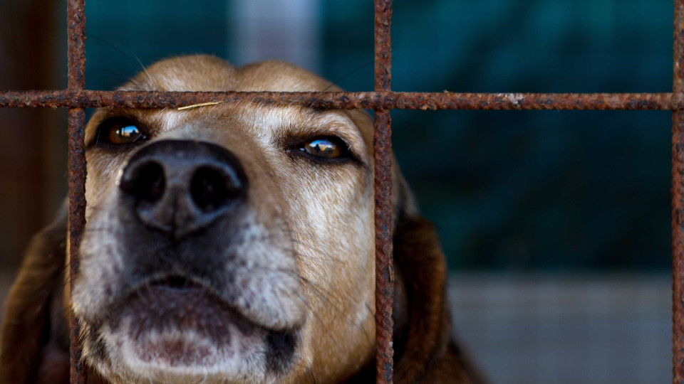 Número de animais abandonados está a aumentar em Portugal 