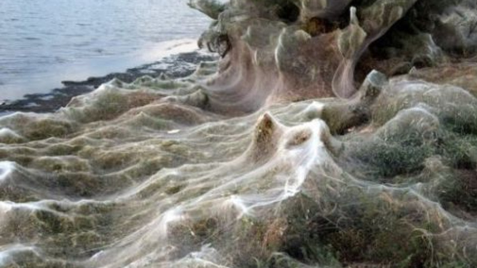 Teia de aranha gigante cobre margem de lagoa na Grécia