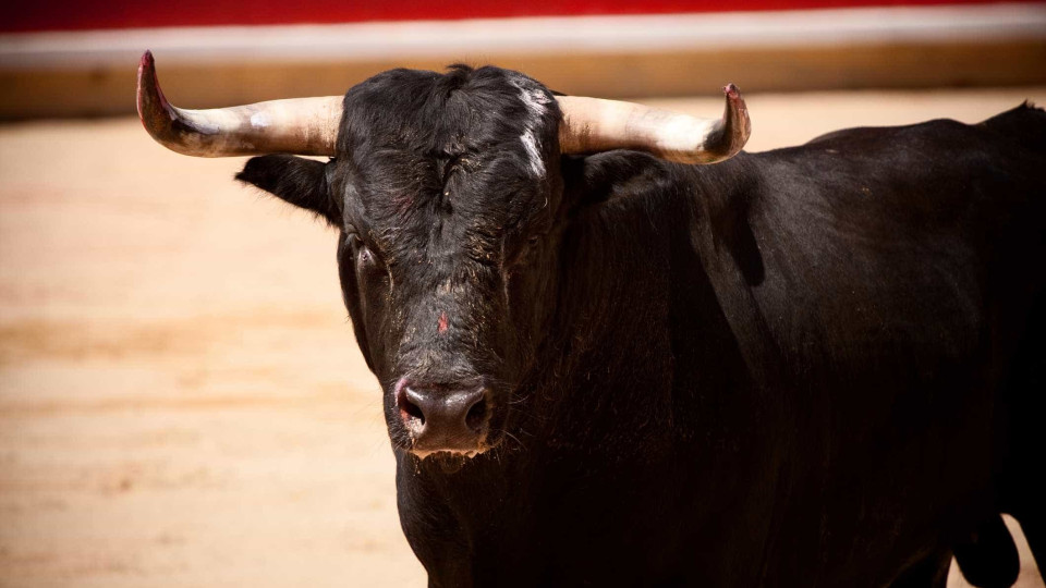 Touro morre em largada na Moita. Plataforma Basta condena prática