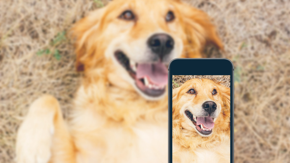 É por isto que os cães não gostam de ser fotografados