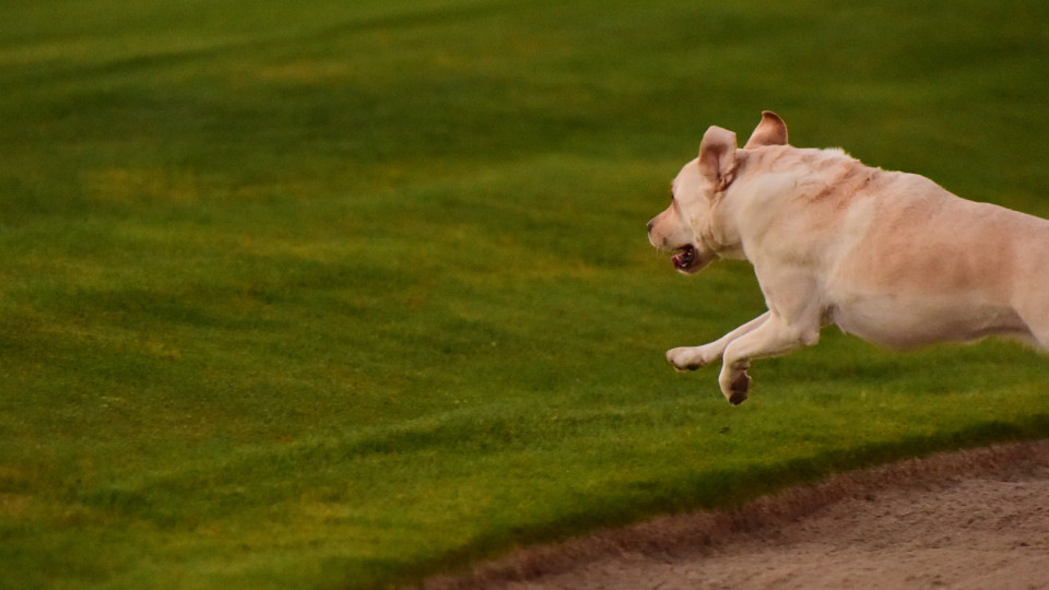 Câmara anuncia construção do primeiro parque canino do Porto