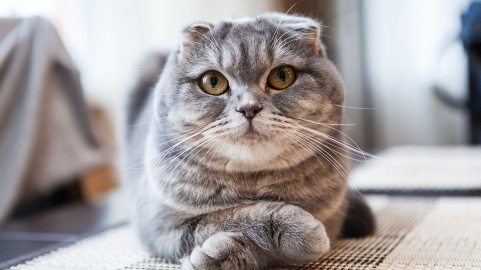 Chinês multado por ter devolvido gato a abrigo animal por correio