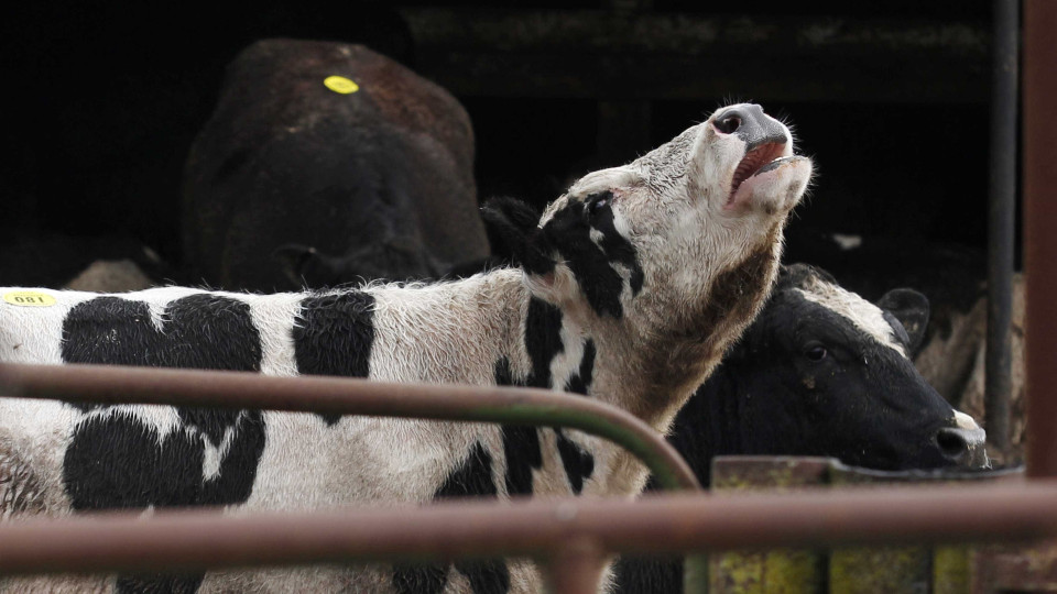 Portugal terá recebido carne de vacas polacas com tumores e feridas