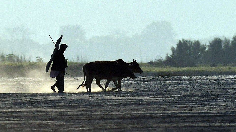 Dezenas de pessoas mortas por grupos de "proteção às vacas" na Índia