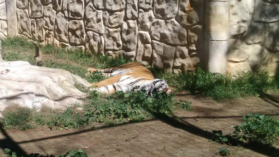 Zoo espanhol encerrado há dois meses e animais ficaram à sua sorte