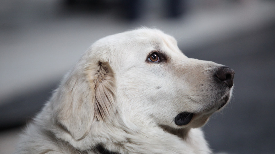 Zero, o cão herói que ‘deu o peito às balas’ e salvou uma família nos EUA