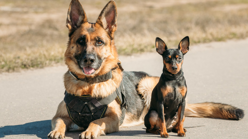 Afinal, por que os cães grandes vivem menos que os pequenos?