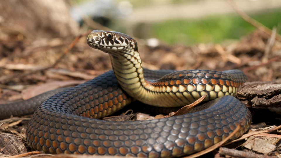 Mordidelas de cobras venenosas, um problema de saúde à volta do mundo