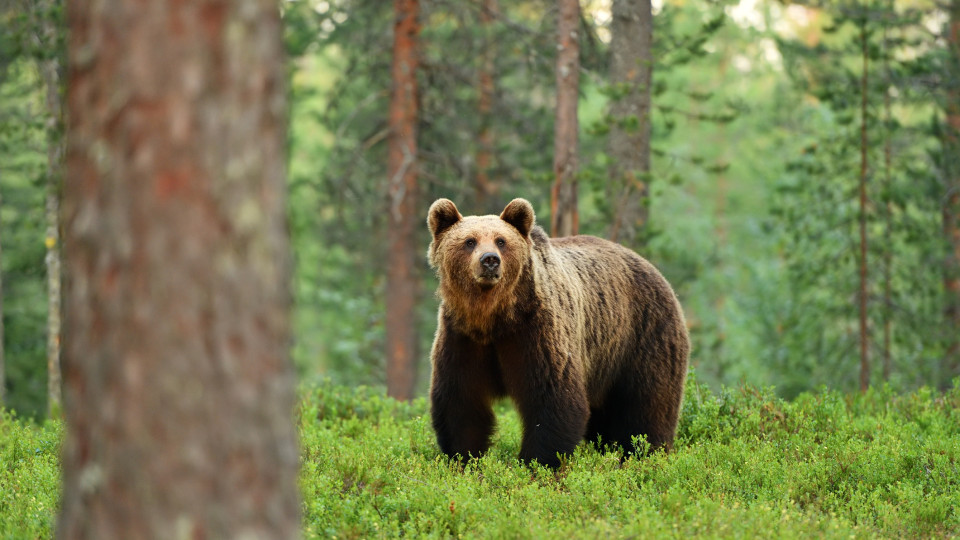 Urso-pardo comeu 50 quilos de mel em Bragança
