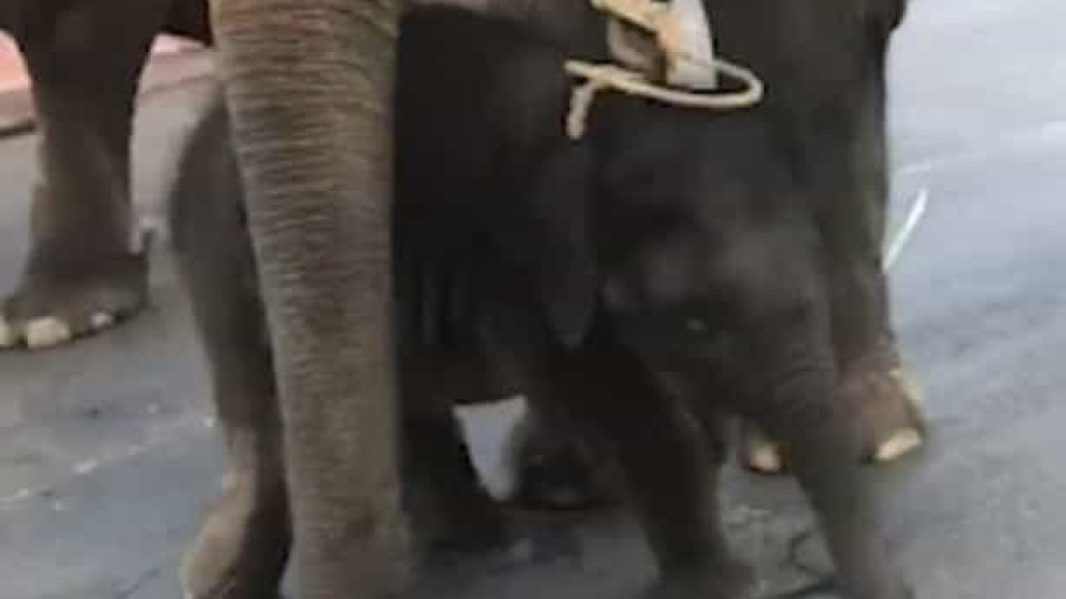 Elefante bebé cai exausto enquanto mãe carrega turistas na Tailândia