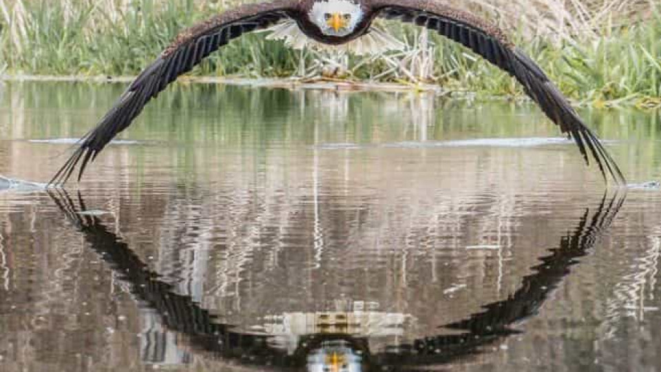 Esta fotografia simétrica de uma águia americana conquistou a internet