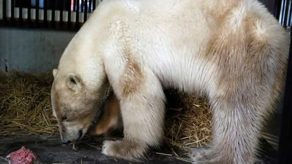 Urso polar de olhos lacrimejantes já foi resgatado. Correu risco de vida