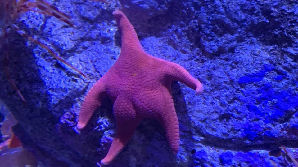 Estrela do mar com um 'rabo' tornou-se viral. Mas aquilo não é um rabo